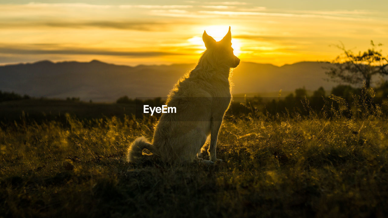 Dog contemplating the sunset beauty