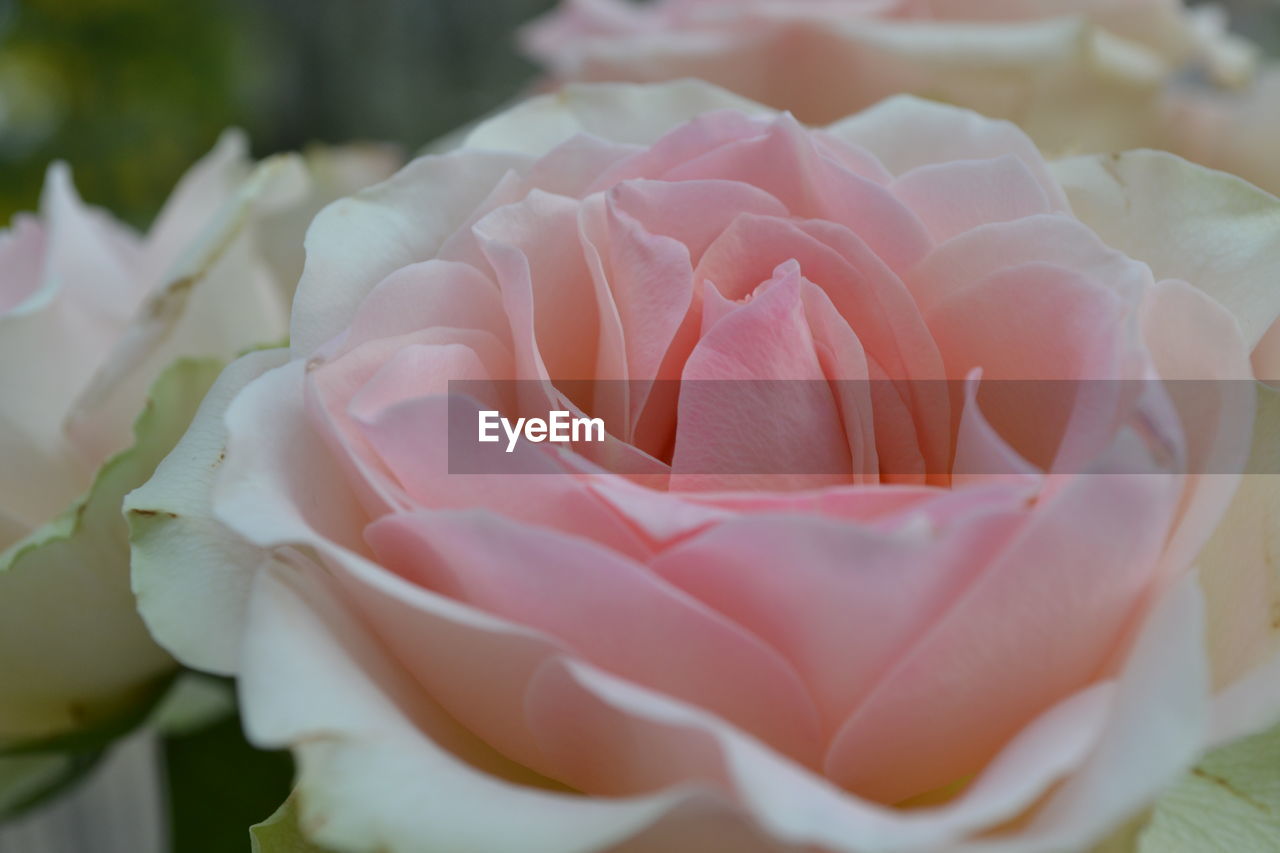 Close-up of pink rose