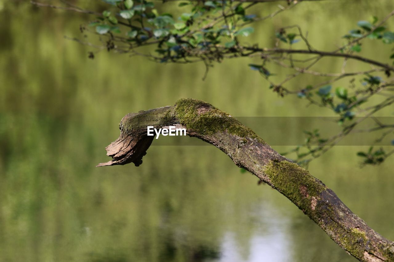 Pond in the wood