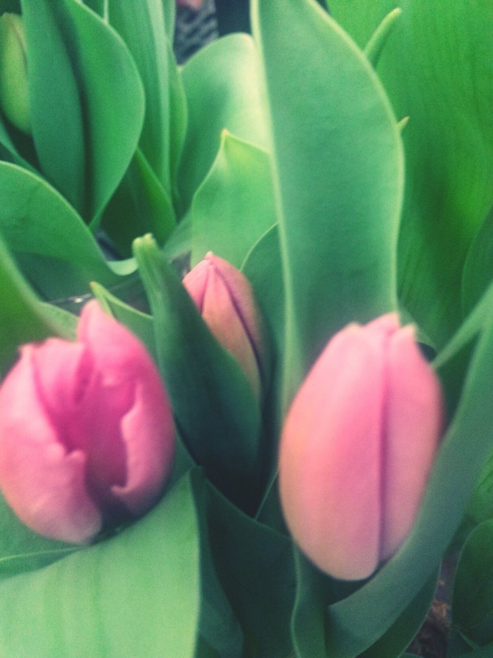 Close-up of pink flower buds in garden