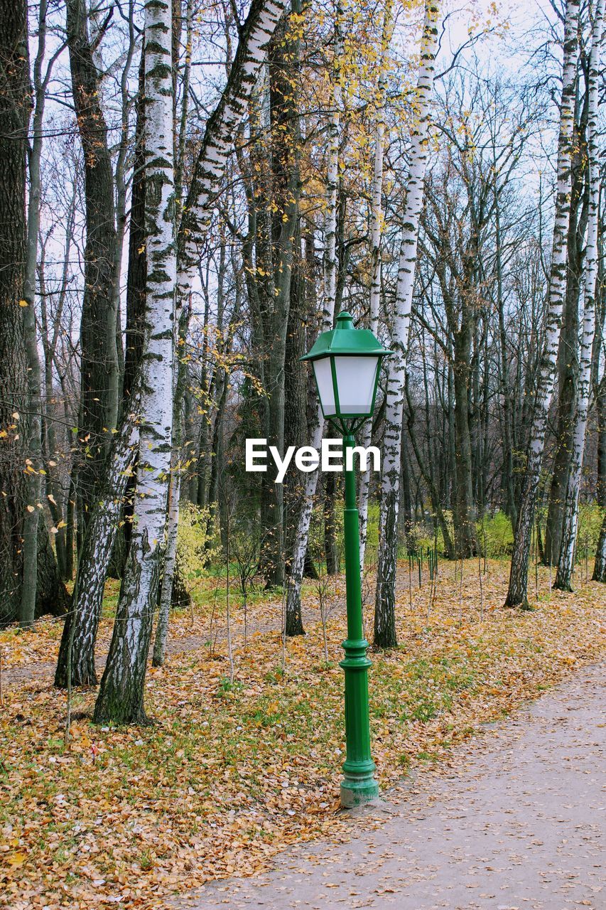 Trees in forest during autumn