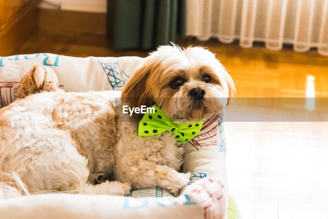 PORTRAIT OF PUPPY SITTING ON BLANKET