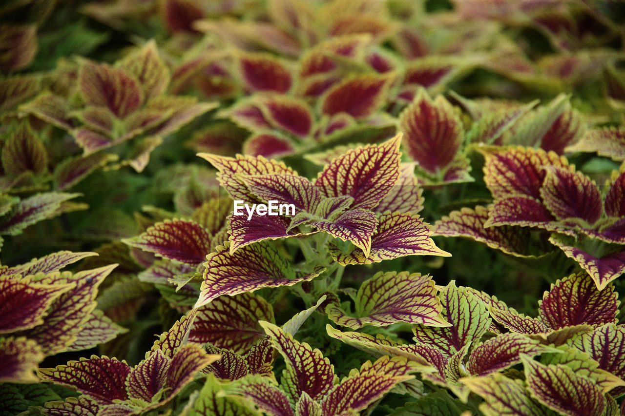 CLOSE-UP OF RED LEAVES ON PLANT