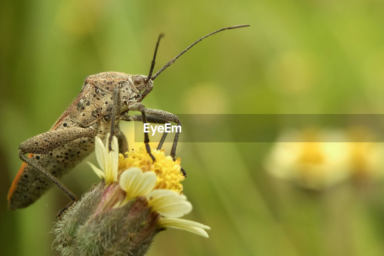 CLOSE-UP OF INSECT ON FLOWER