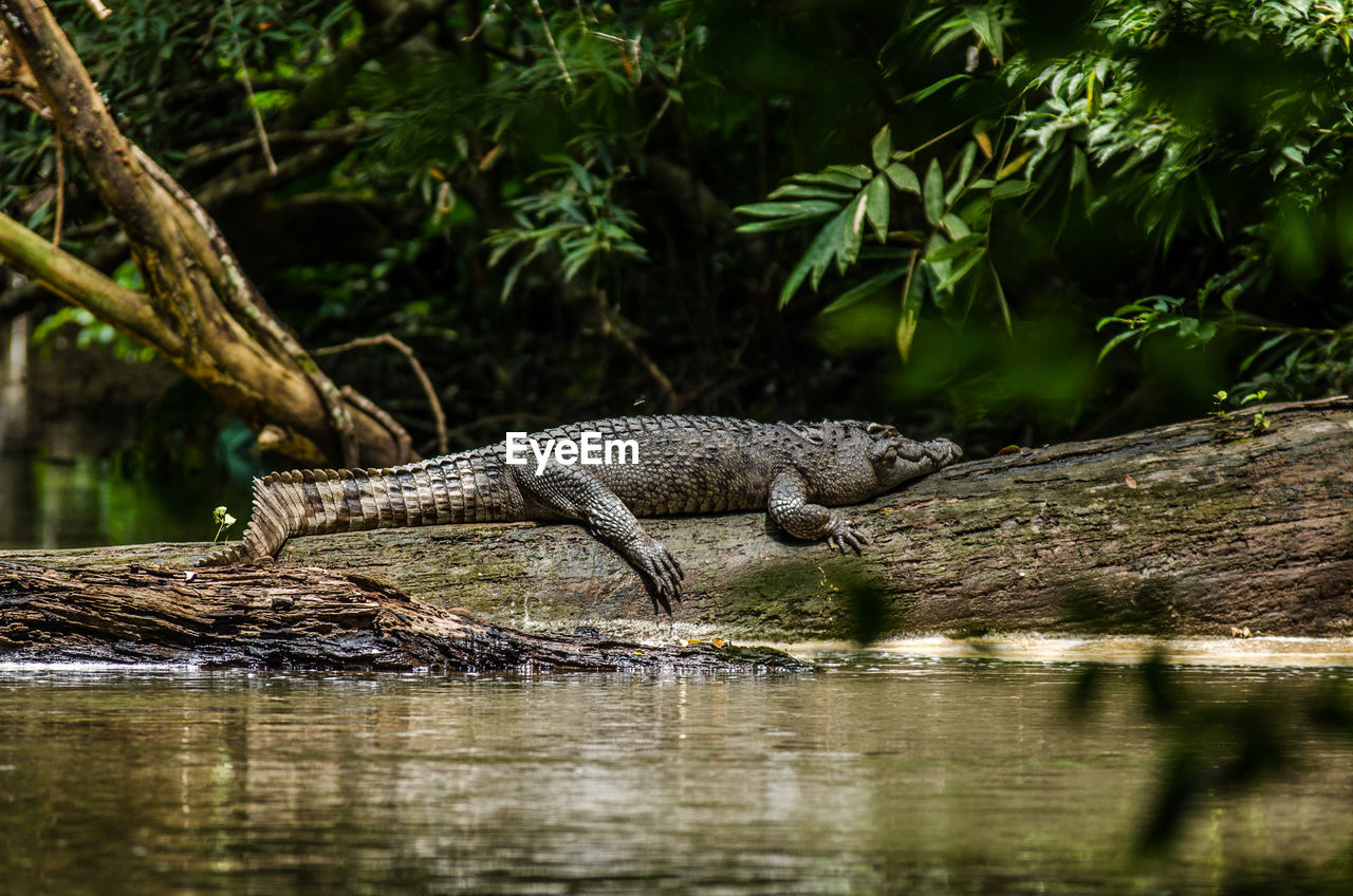 Crocodile on fallen tree by lake