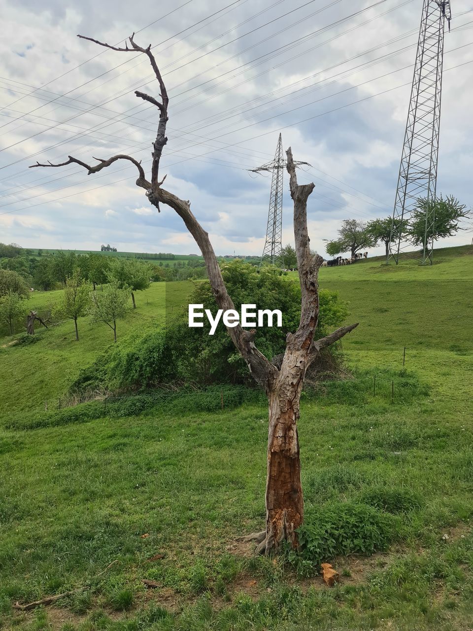 VIEW OF TREE ON FIELD AGAINST SKY