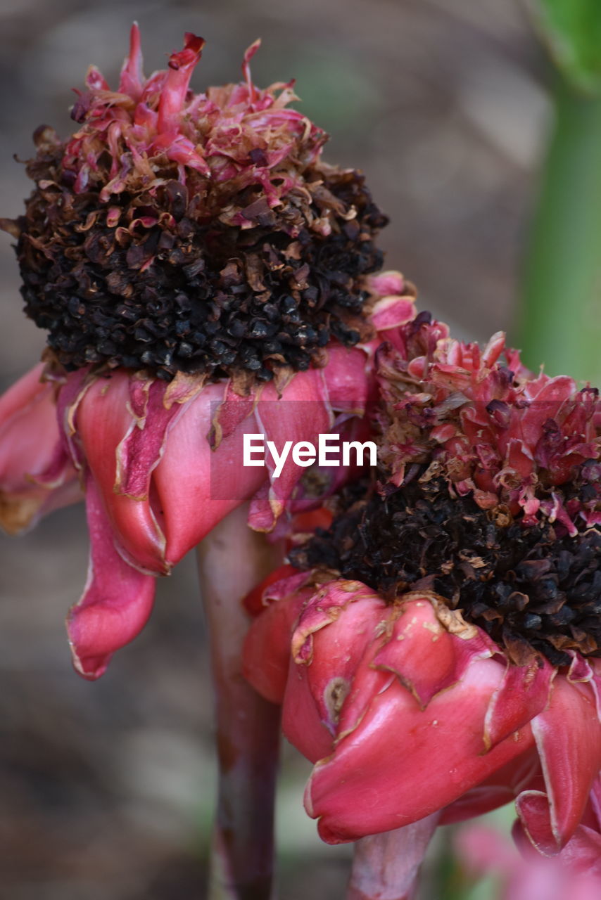 CLOSE-UP OF FLOWER