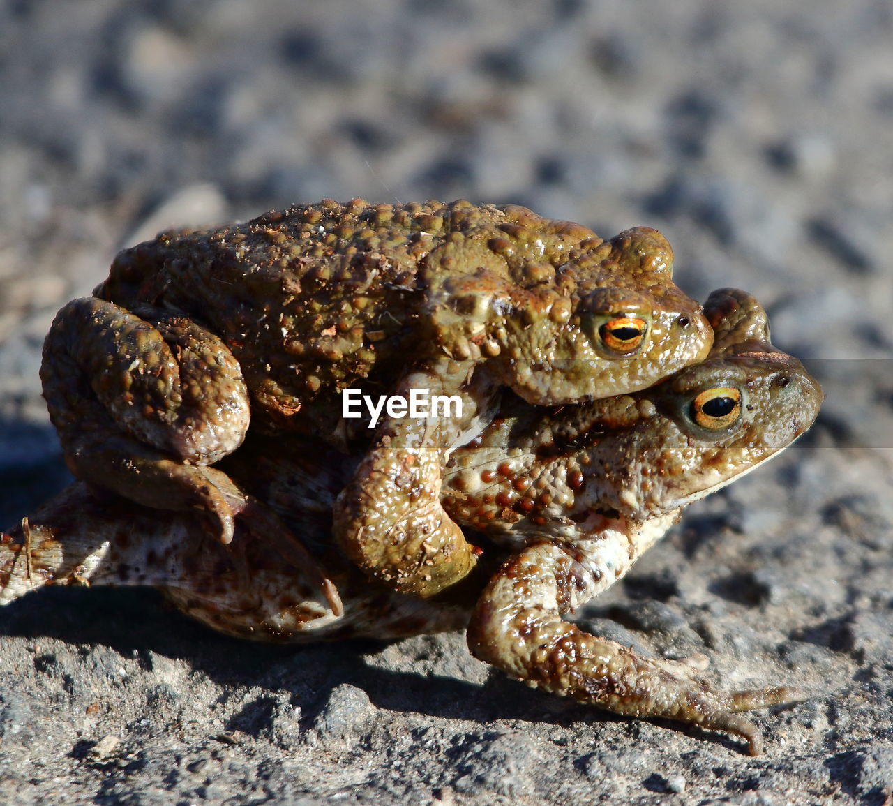 CLOSE-UP OF FROG