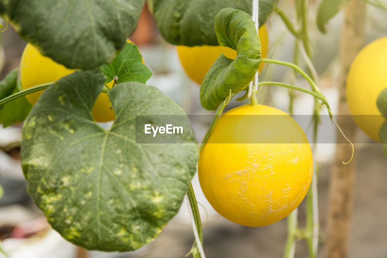 Close-up of golden honeydew melons hanging on plant