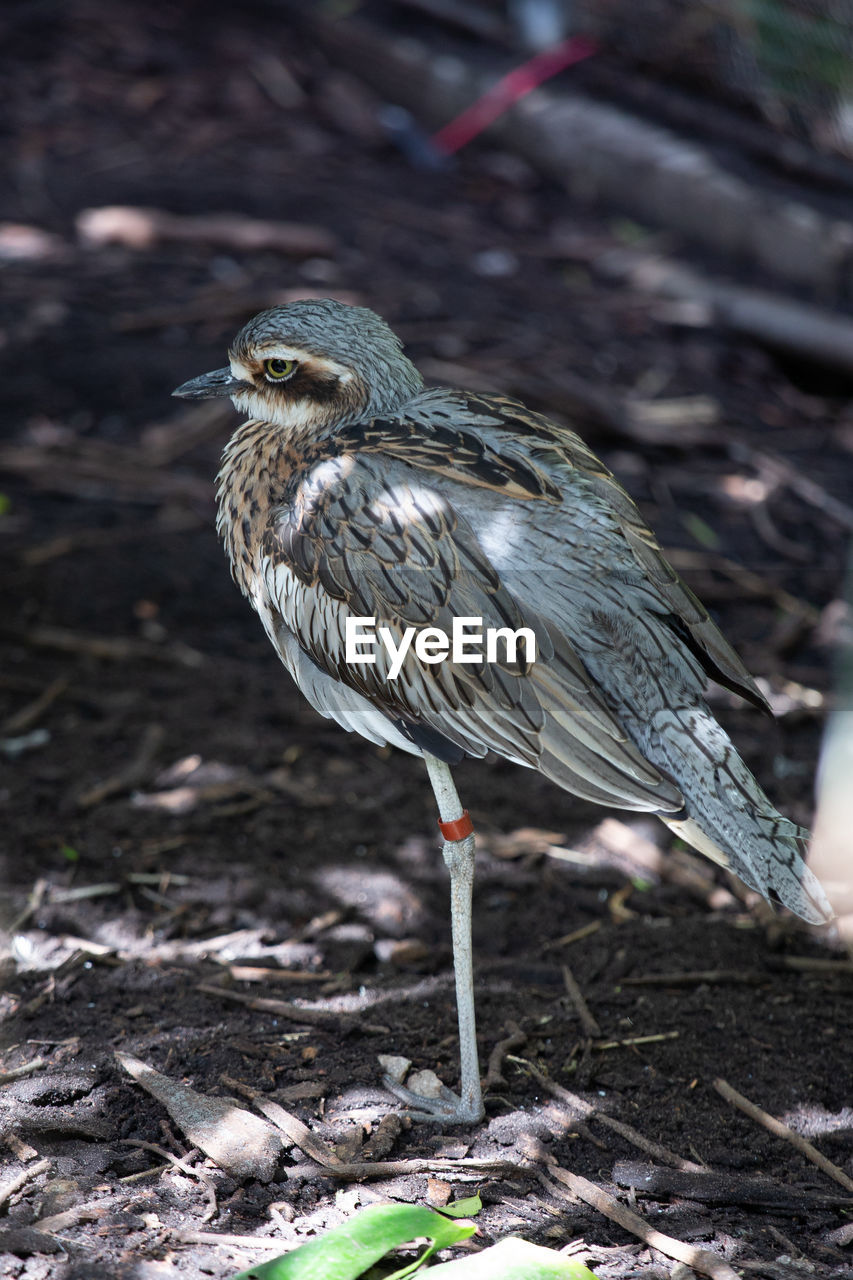 Close-up of bird perching on a land