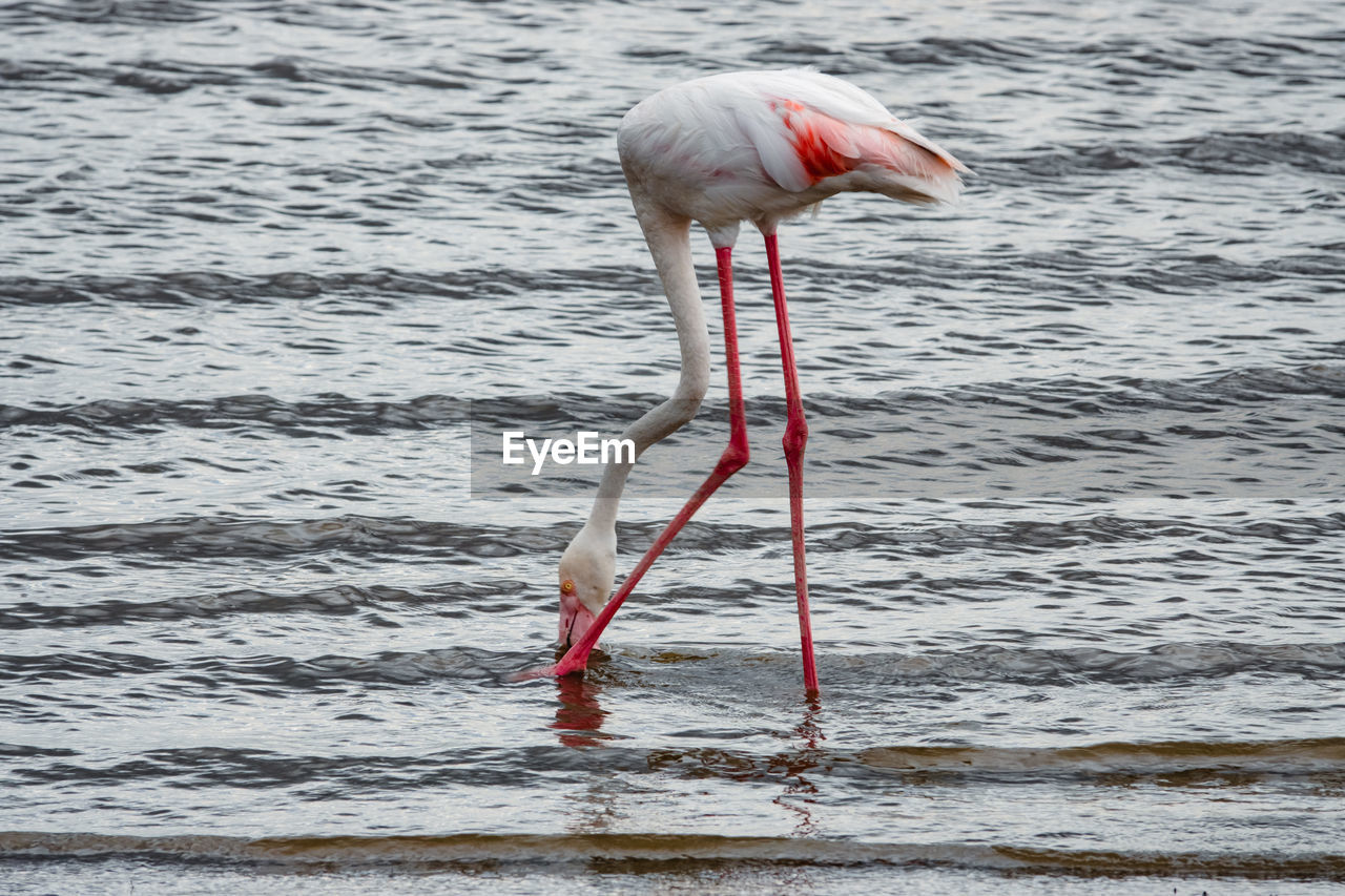 animal themes, animal, animal wildlife, water, flamingo, wildlife, bird, one animal, no people, nature, sea, water bird, pink, day, beak, outdoors, beauty in nature, rippled, full length, wading, travel destinations, animal body part