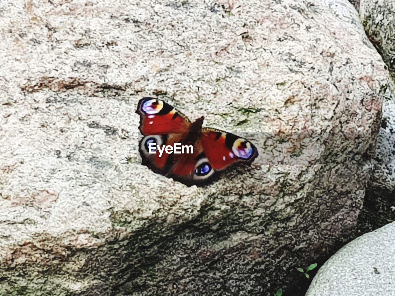 CLOSE-UP OF BUTTERFLY ON A TREE TRUNK