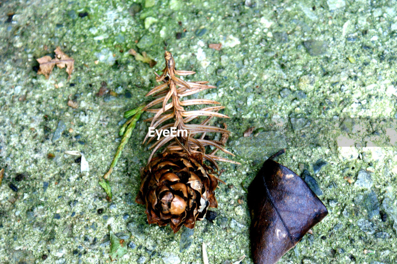 CLOSE-UP OF SNAIL