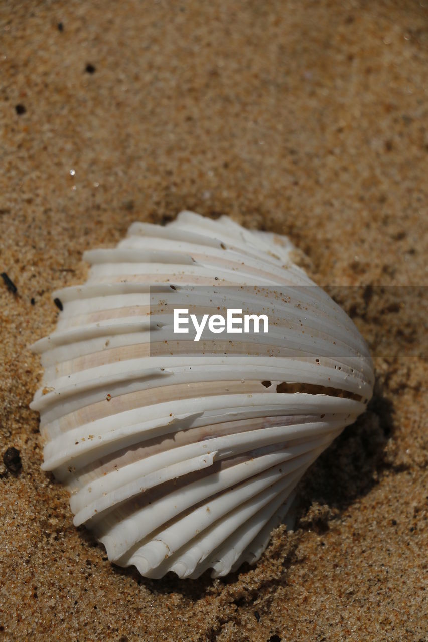 CLOSE-UP VIEW OF SEASHELL ON SAND