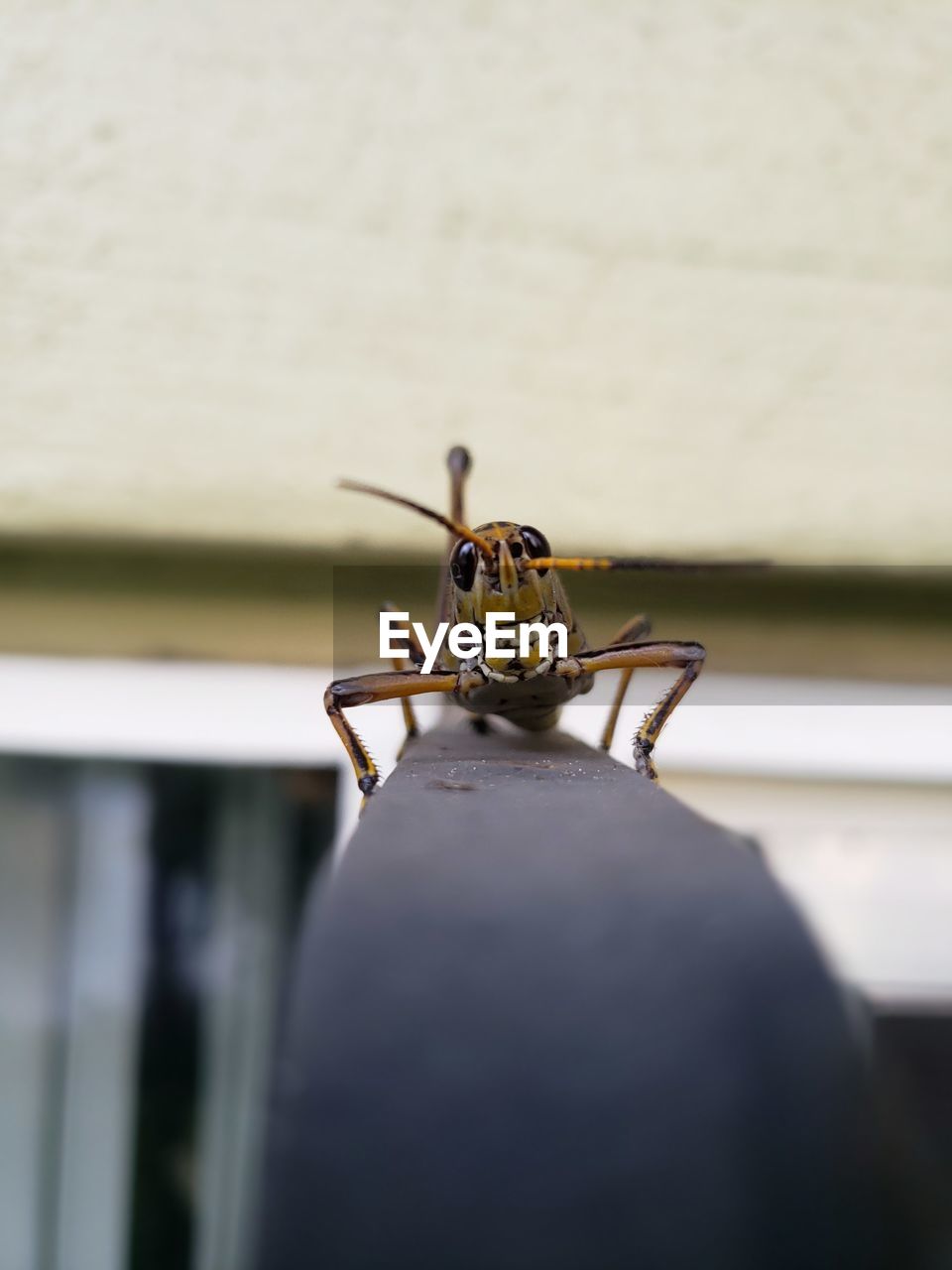 Close-up of insect on railing