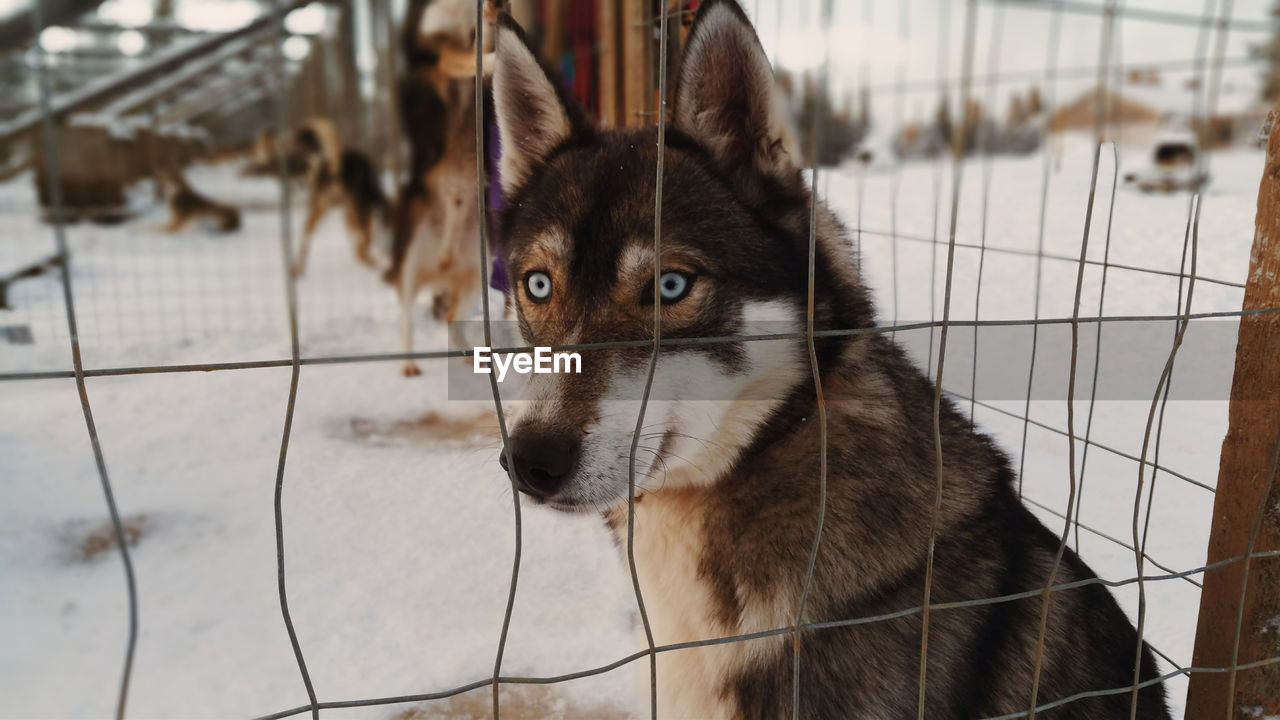 Close-up of siberian husky in captivity