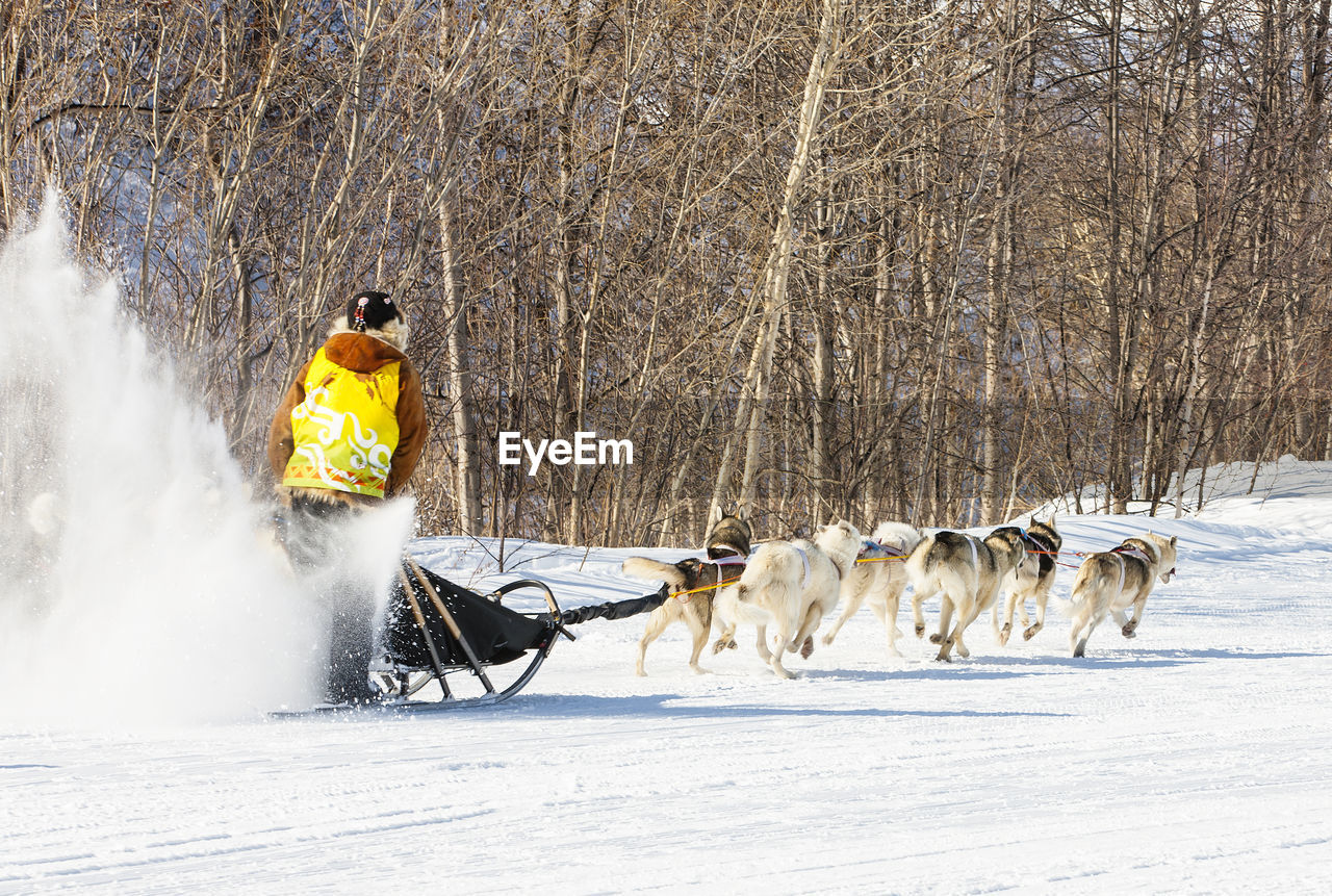 Traditional kamchatka dog sledge race elizovsky sprint on kamchatka