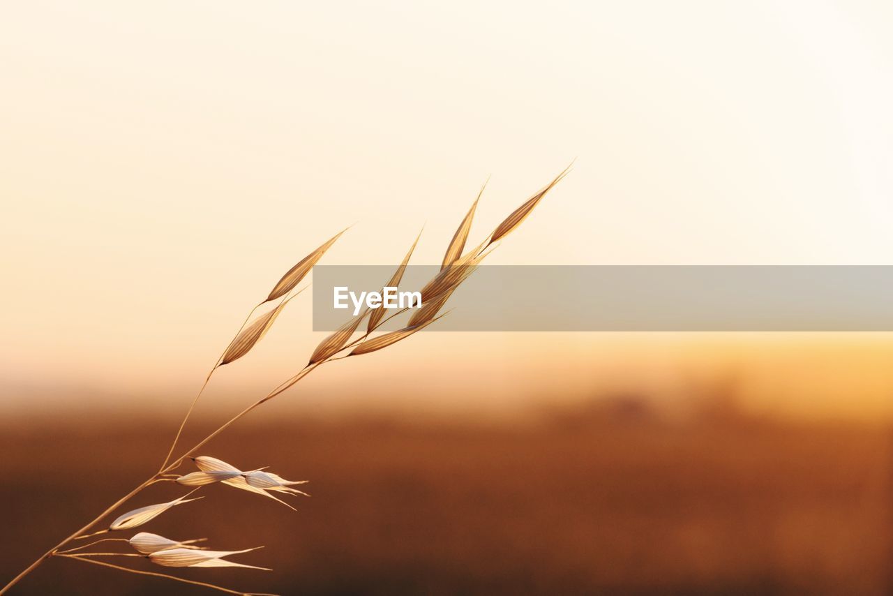 Close-up of wheat growing on field against clear sky