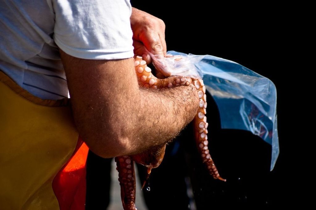 Fisherman packing octopus in plastic bag