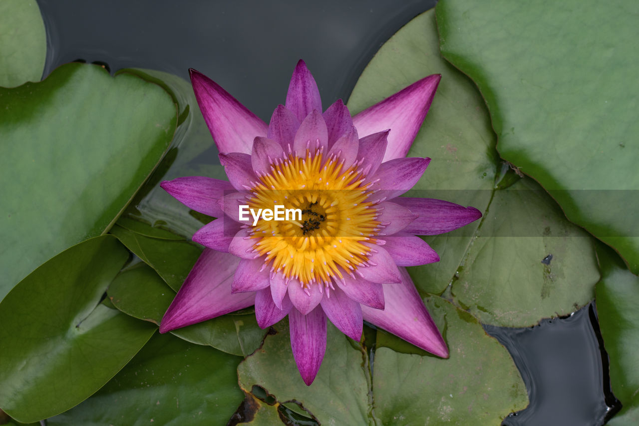 Directly above shot of pink water lily blooming in pond