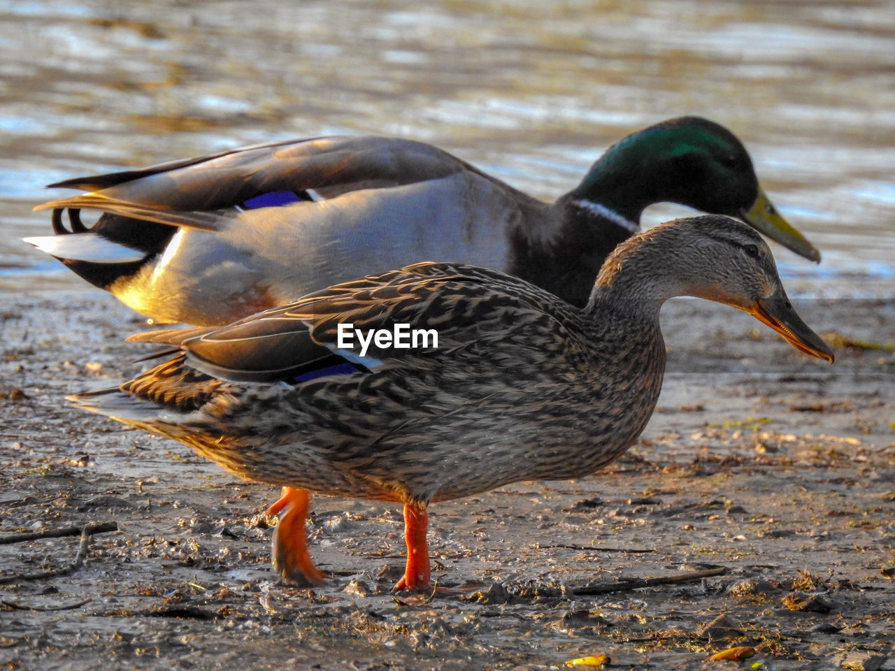 SIDE VIEW OF A DUCK