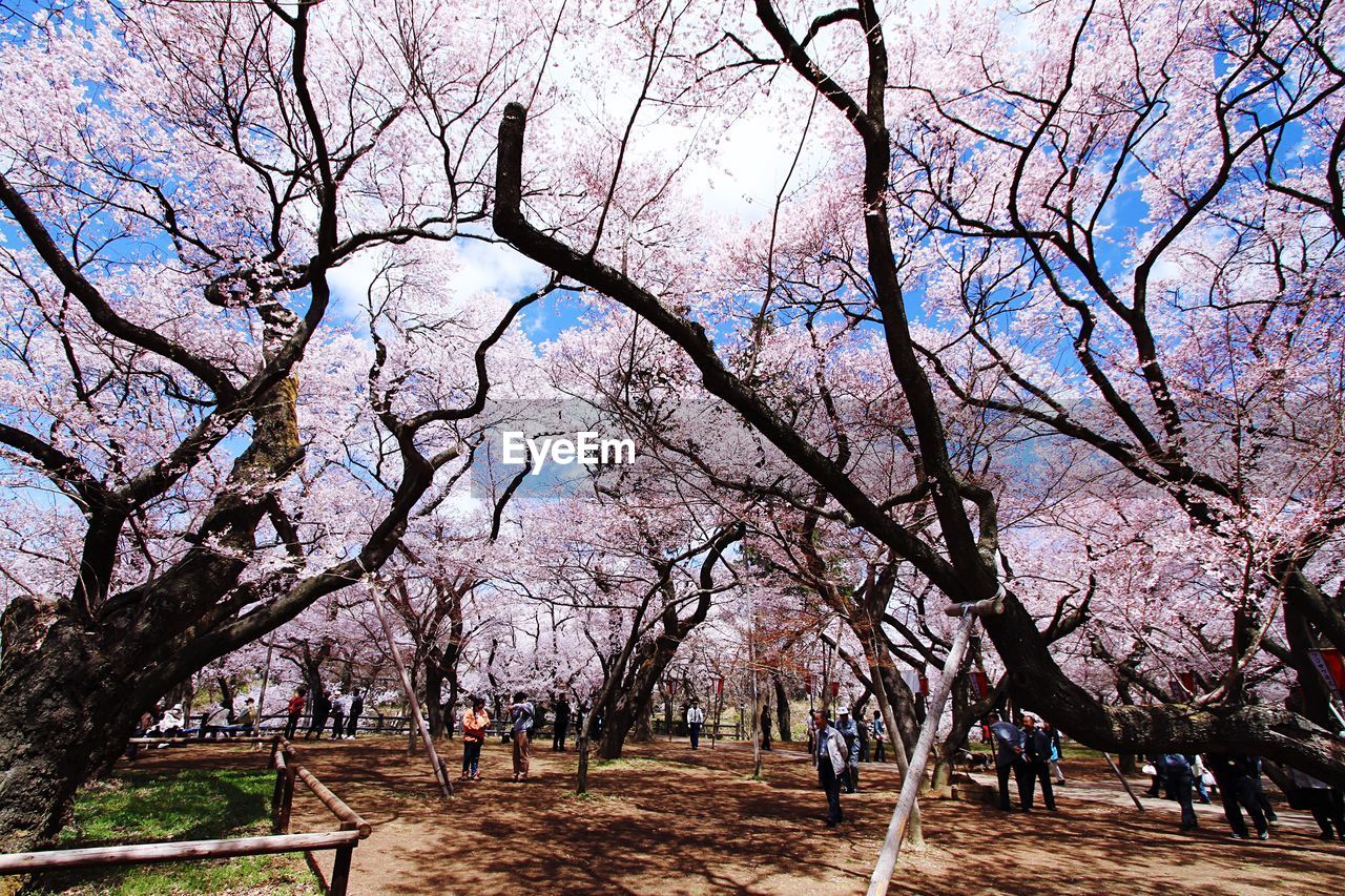 LOW ANGLE VIEW OF BARE TREES AGAINST SKY