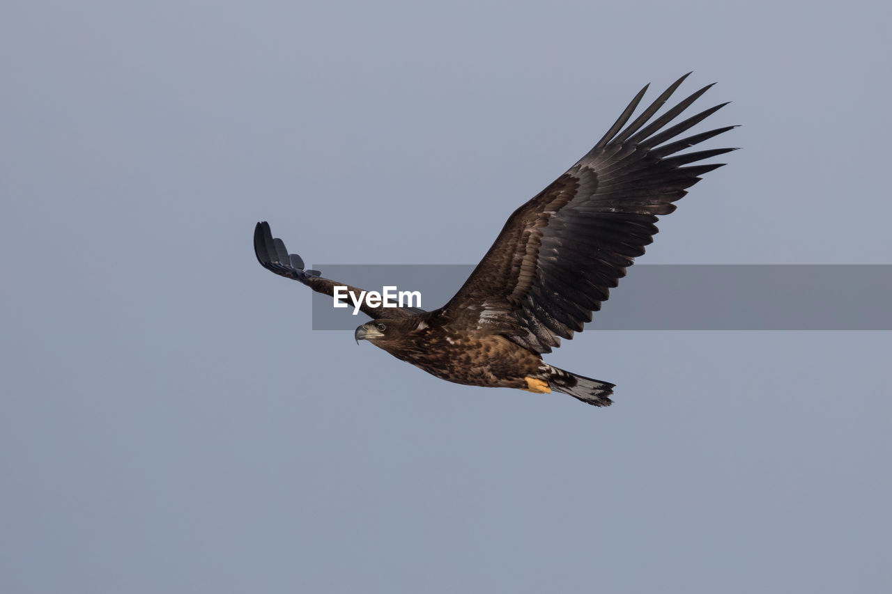 animal themes, animal, wildlife, bird, animal wildlife, flying, one animal, bird of prey, spread wings, eagle, animal body part, sky, no people, bald eagle, buzzard, nature, beak, vulture, mid-air, clear sky, wing, copy space, motion, low angle view, falcon, full length, outdoors, beauty in nature, animal wing, hawk