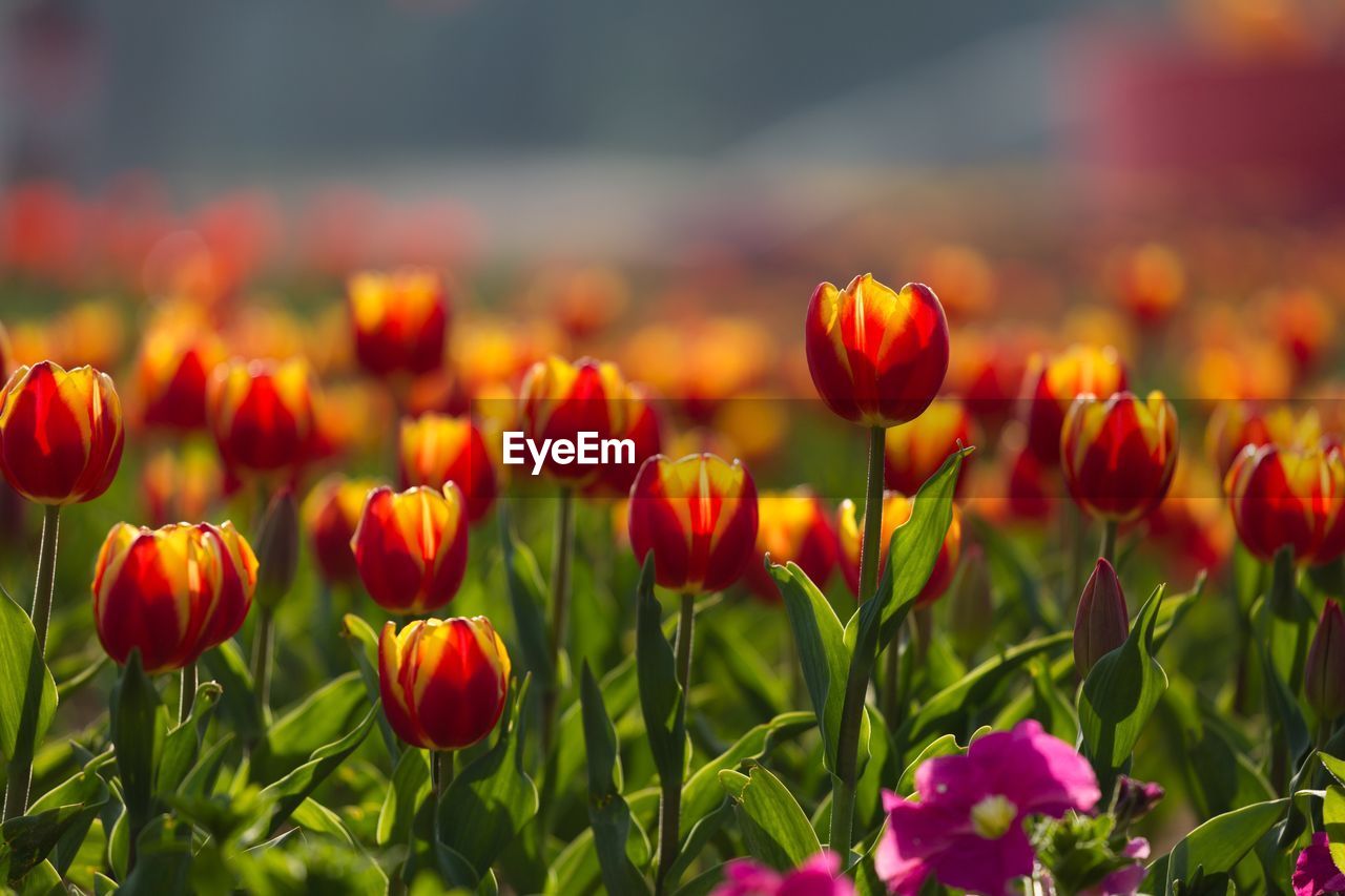 Close-up of red tulips in field