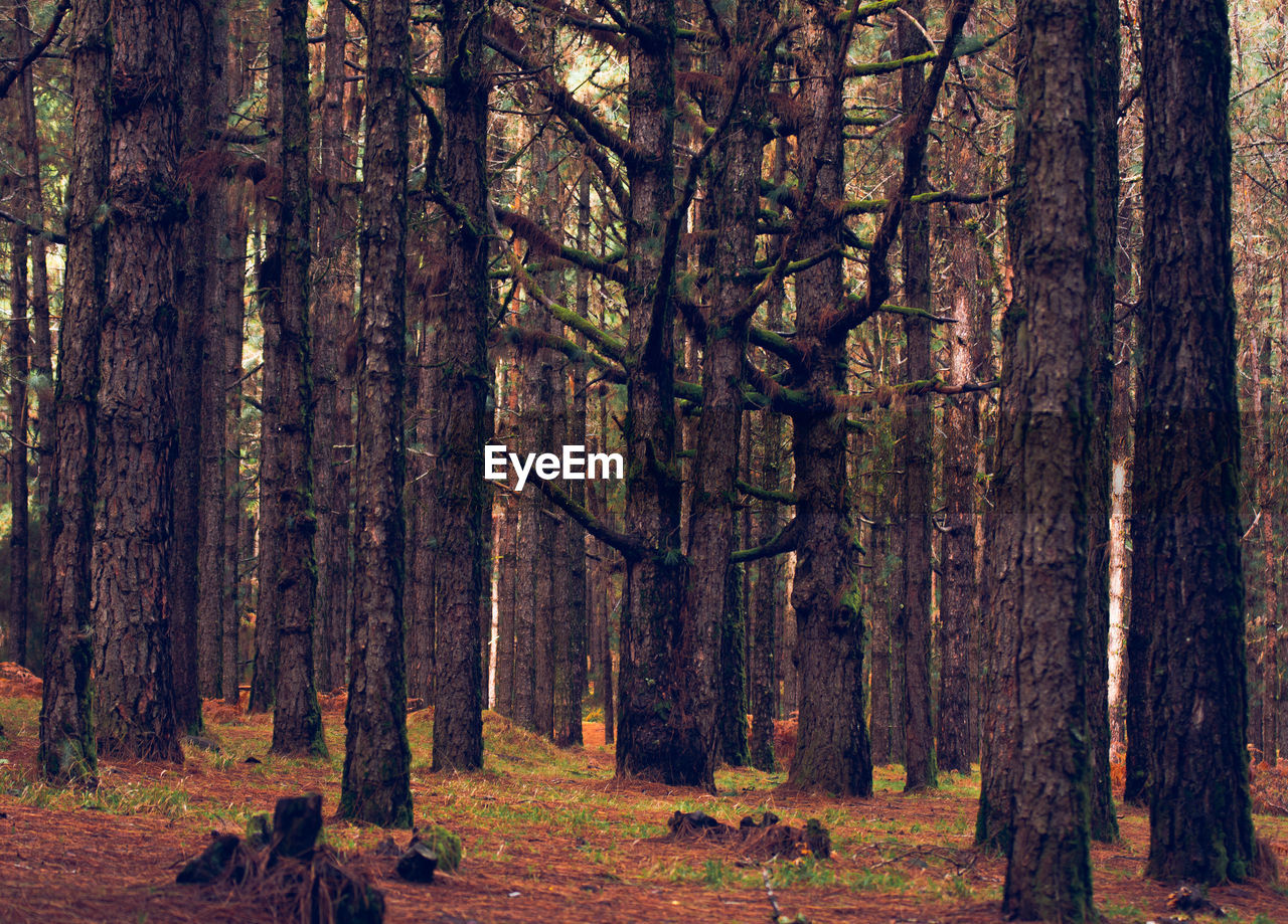 Pine trees in forest during autumn