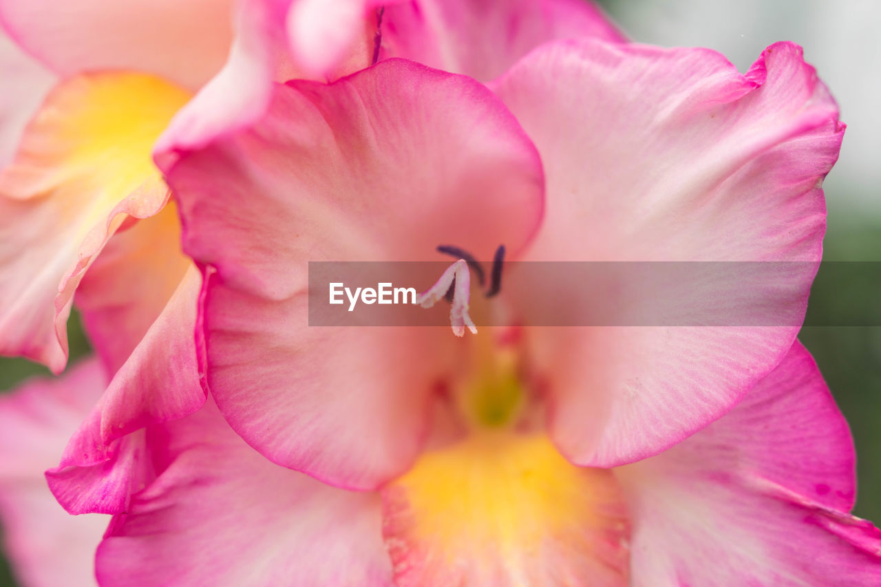 CLOSE-UP OF PINK ROSE