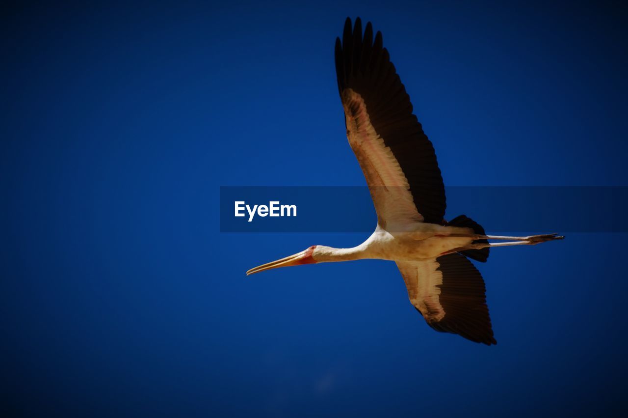 LOW ANGLE VIEW OF EAGLE FLYING IN CLEAR BLUE SKY