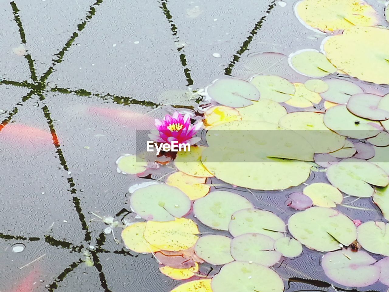 HIGH ANGLE VIEW OF WET FLOWER