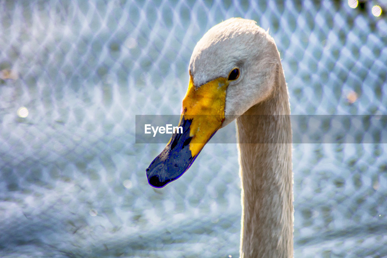 CLOSE-UP OF A BIRD