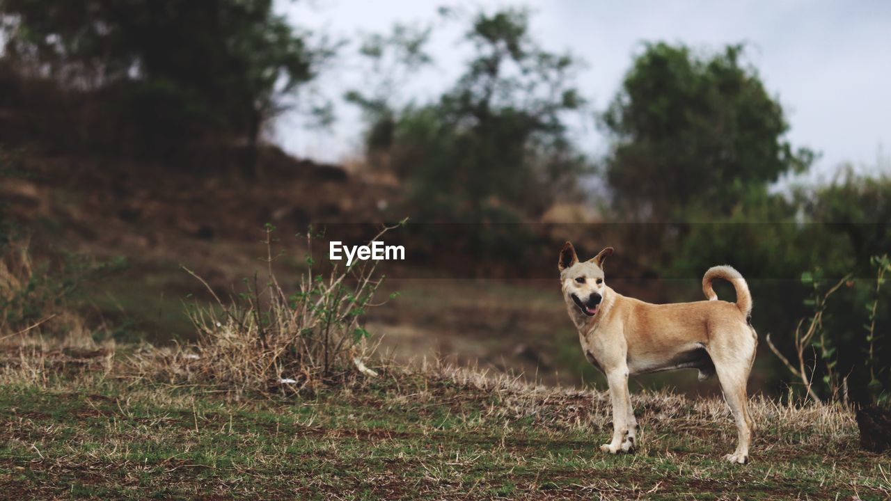 Portrait of dog standing on field