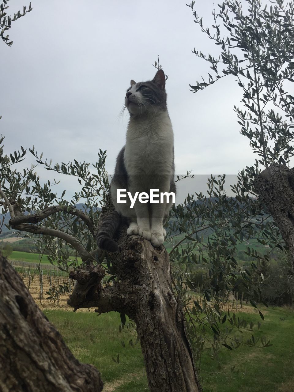 LOW ANGLE VIEW OF CAT SITTING ON BRANCH