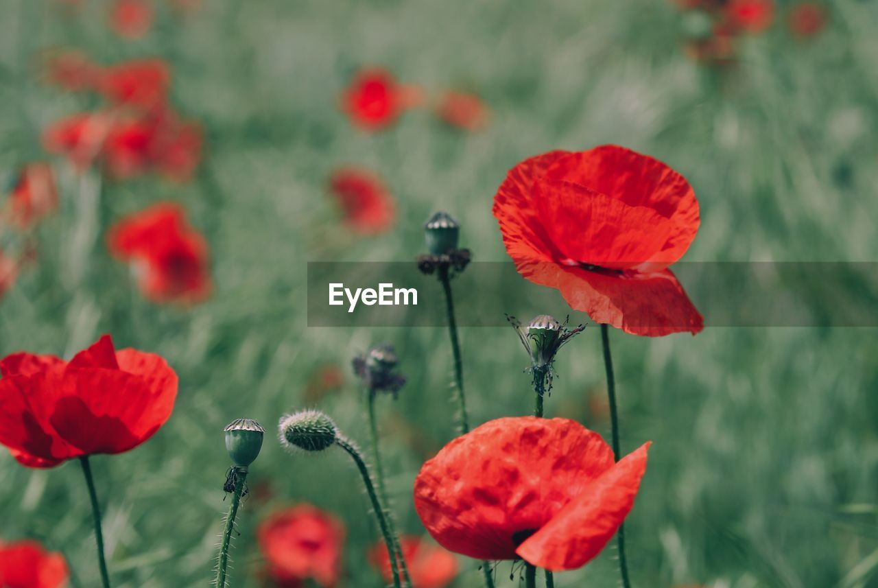 Poppies blooming on field