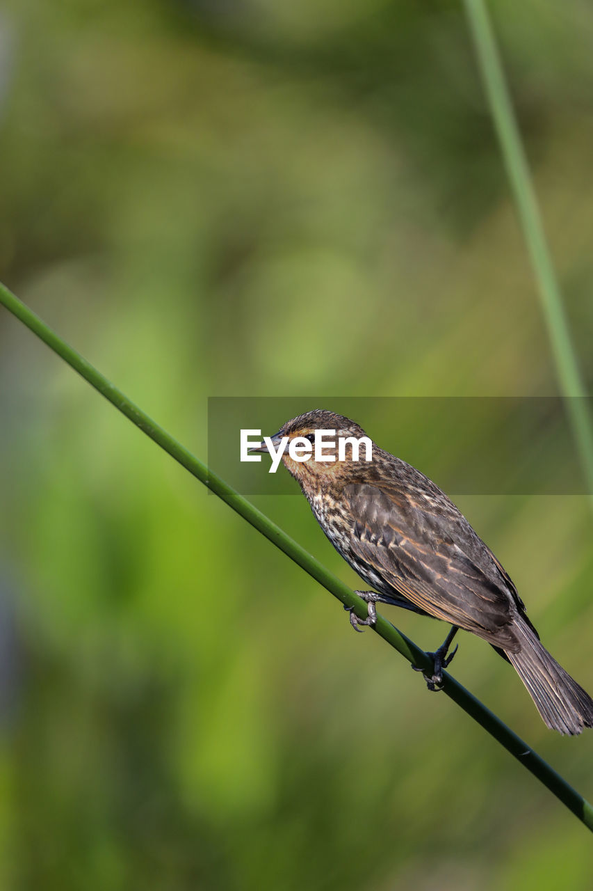 Brown female red-wing blackbird agelaius phoeniceus perches on the tall reeds and grass in a pond 