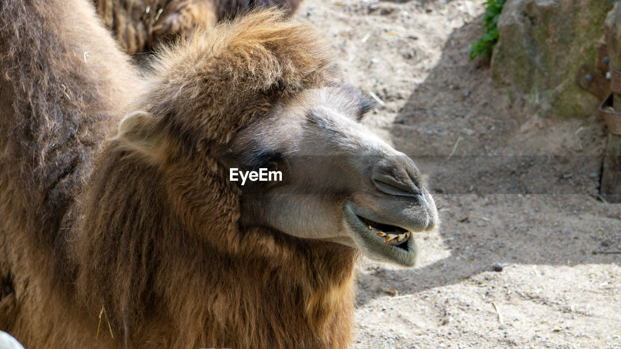 Close-up of a camel in zoo