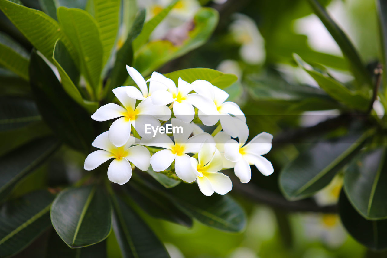 CLOSE-UP OF WHITE FLOWERING PLANT AGAINST BLURRED BACKGROUND