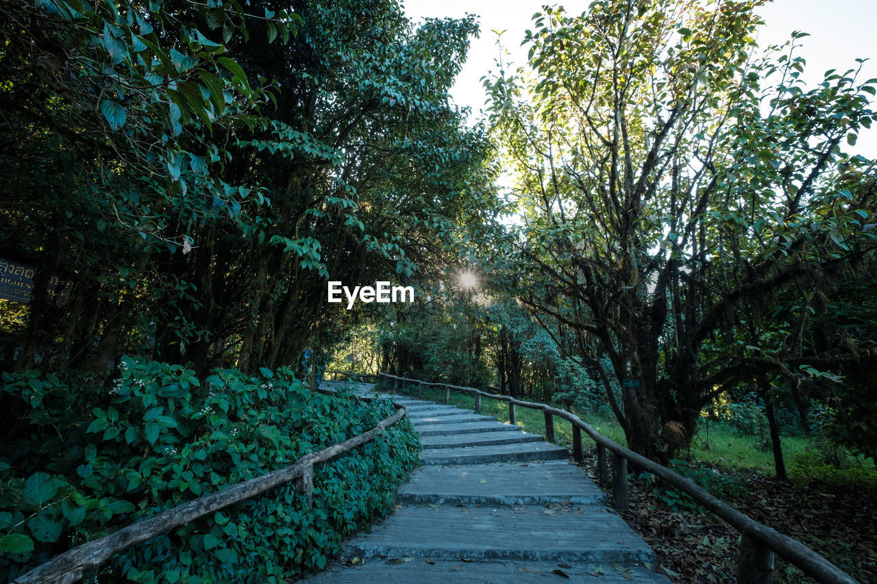 Road amidst trees in forest