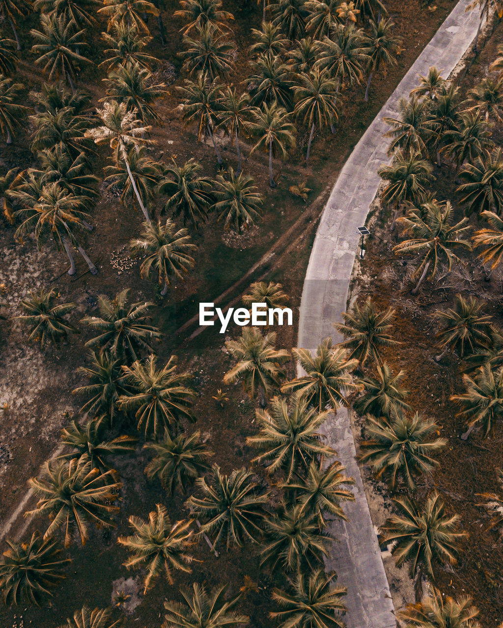 Aerial view of road amidst forest