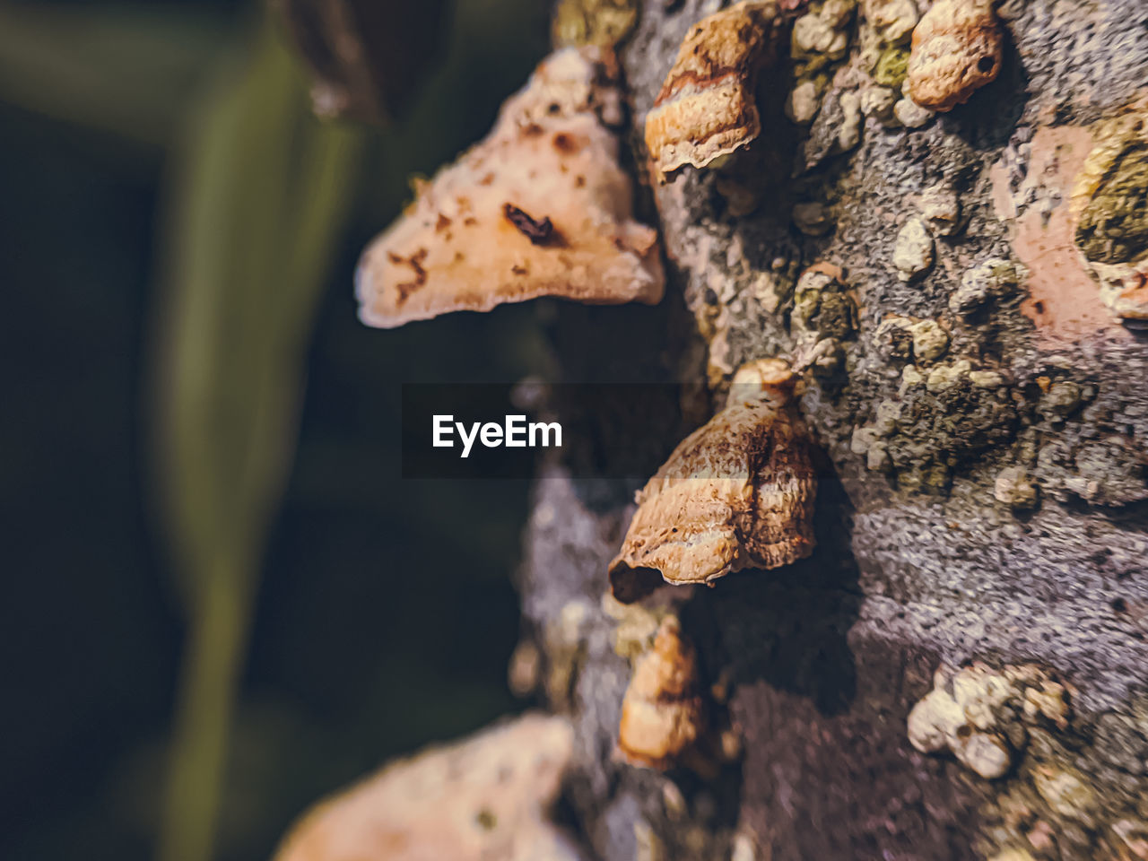 Close-up of leaf on tree trunk