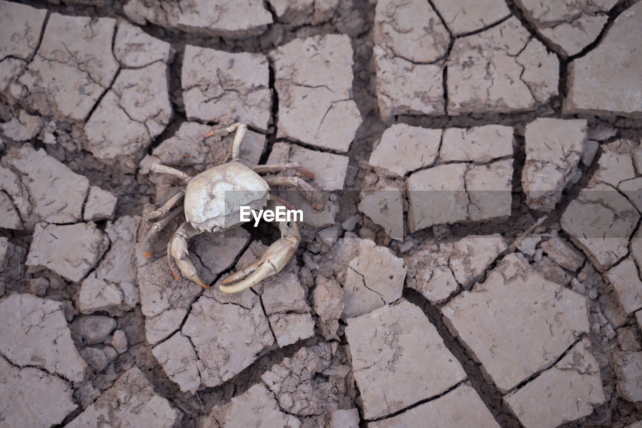 HIGH ANGLE VIEW OF A ANIMAL SKULL