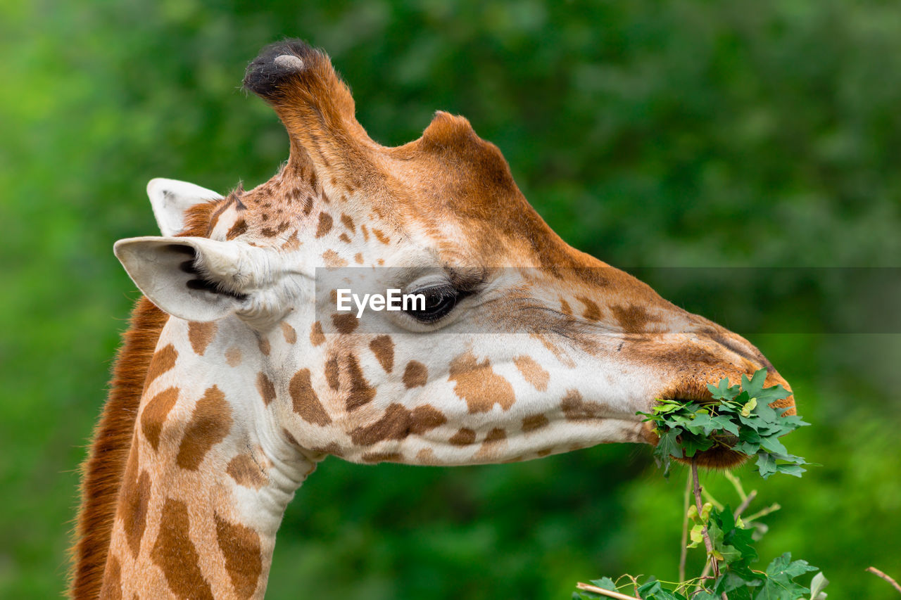 Giraffe chewing green branch closeup. giraffa camelopardalis