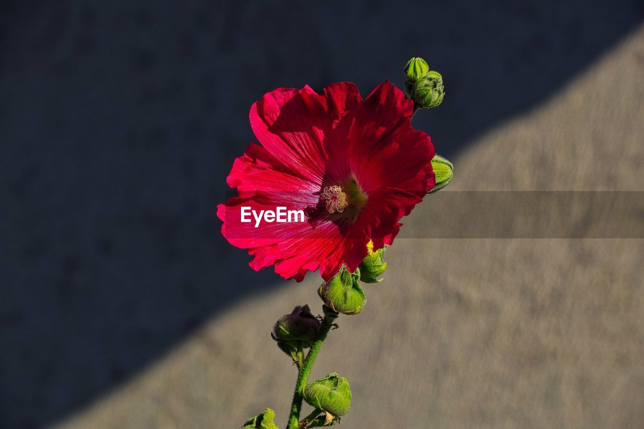 CLOSE-UP OF RED HIBISCUS BLOOMING ON PLANT