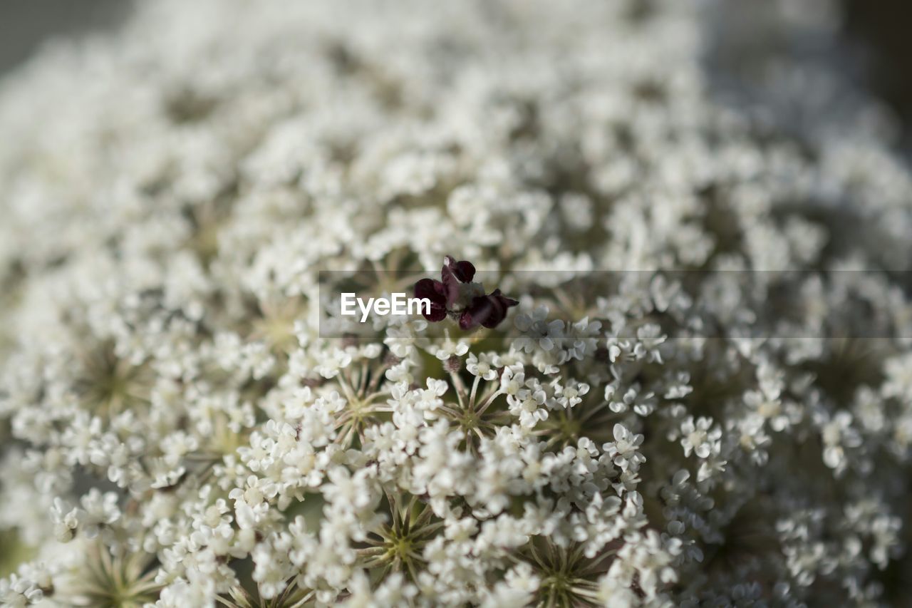 Close-up of white flowers blooming outdoors