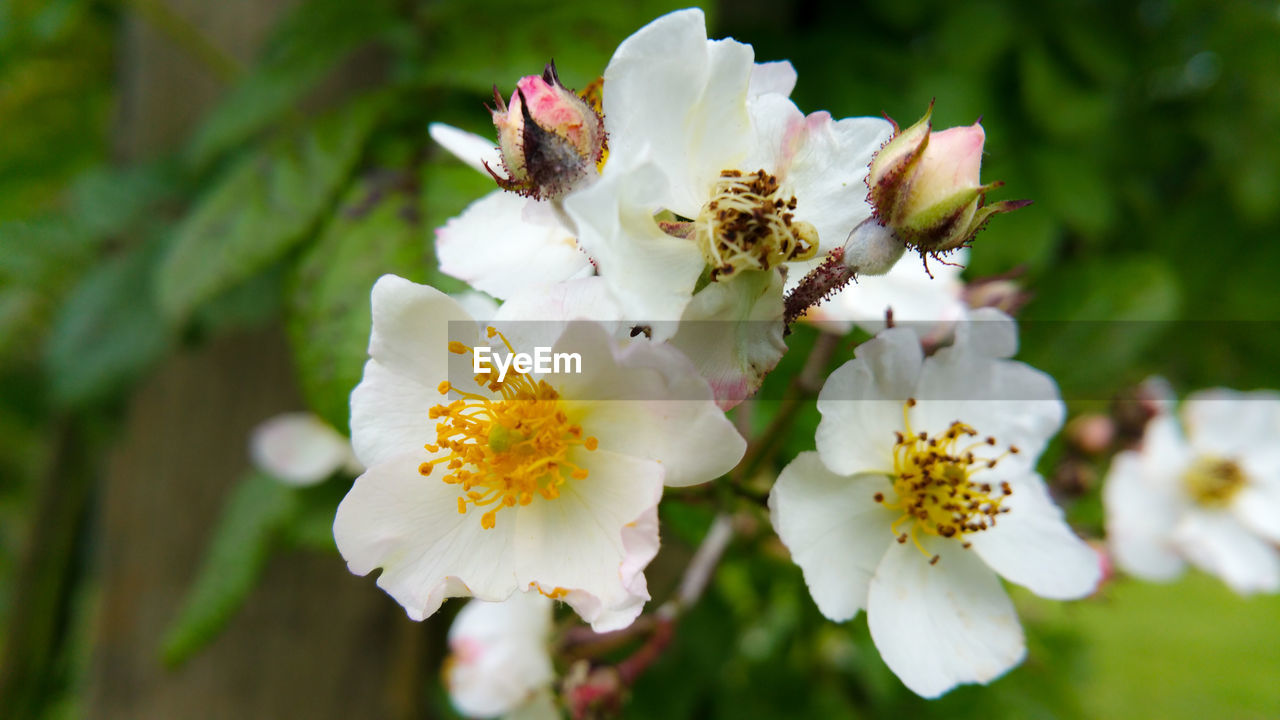 CLOSE-UP OF BEE ON WHITE CHERRY BLOSSOM