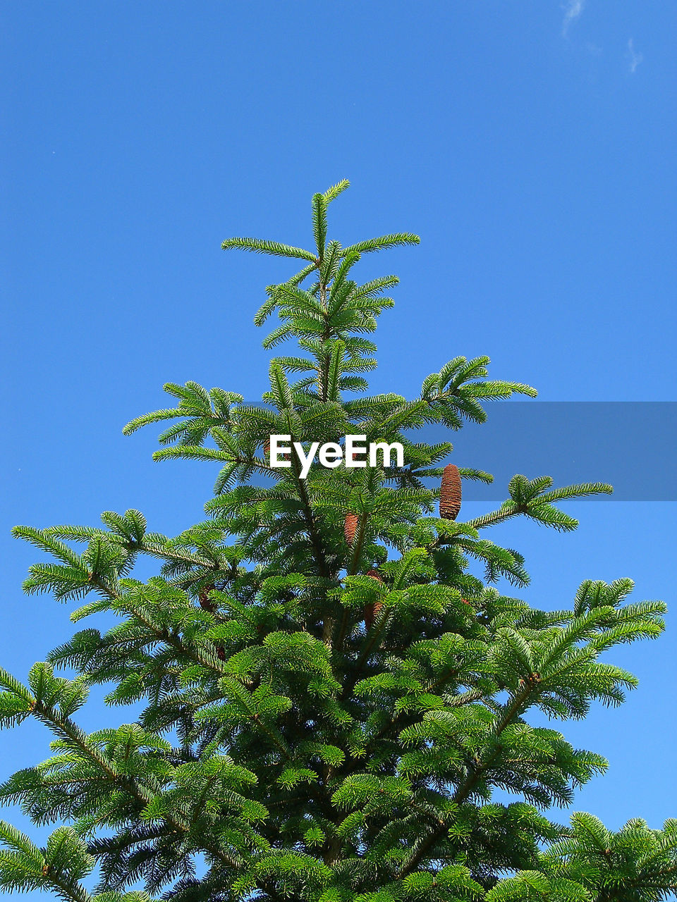 Low angle view of tree against clear blue sky