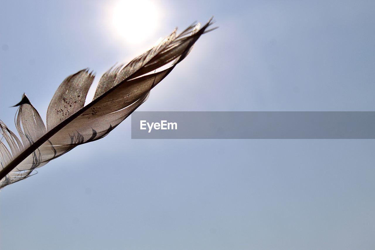 LOW ANGLE VIEW OF FEATHER ON SUNNY DAY