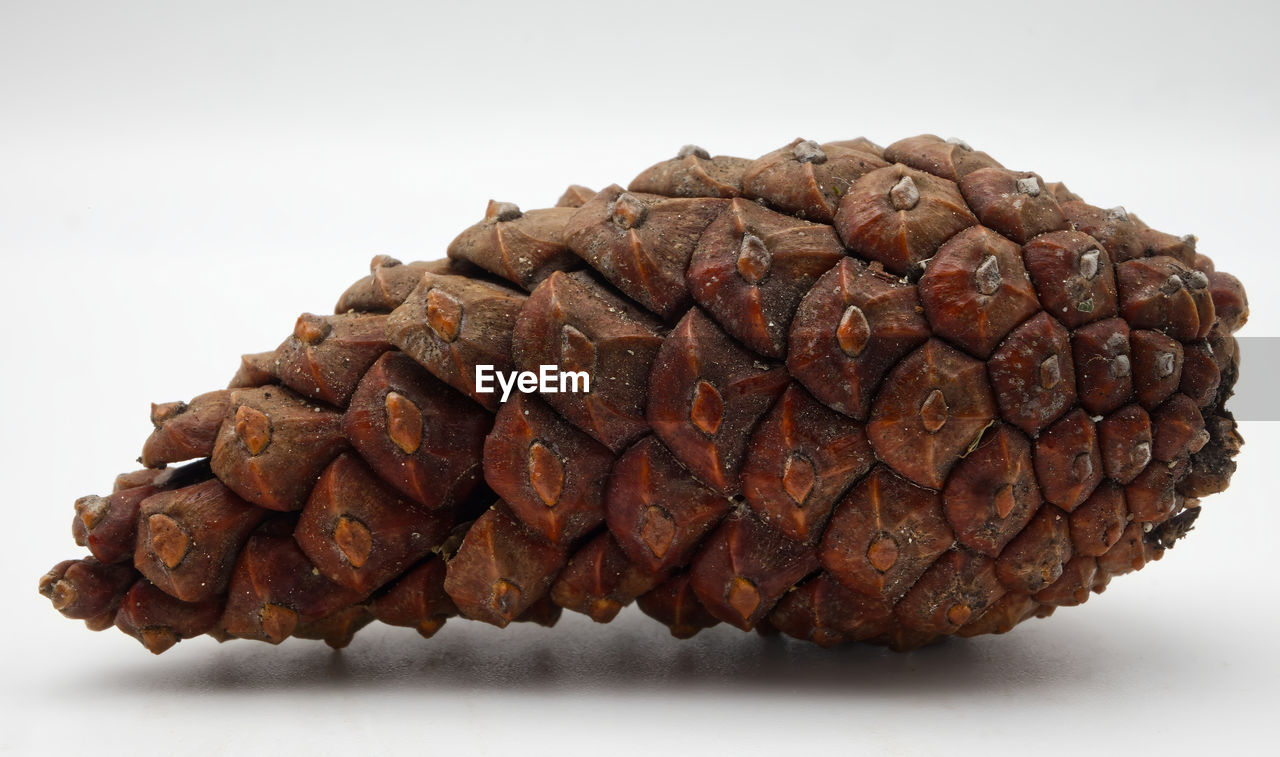 food, brown, food and drink, conifer cone, produce, studio shot, no people, indoors, close-up, freshness, cut out